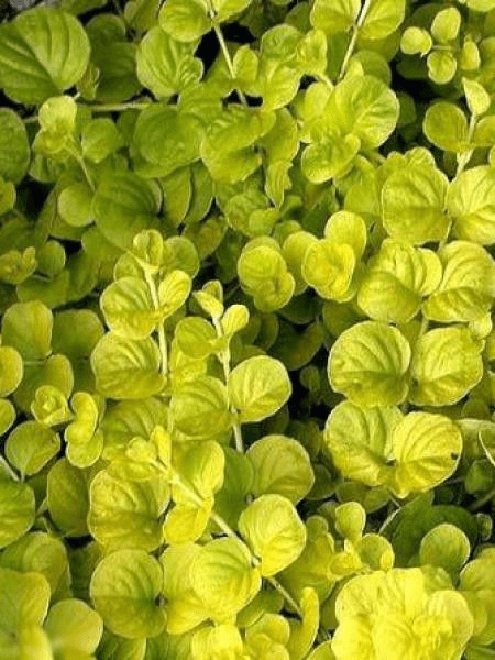 Des images de diff�rentes plantes